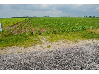 Property photo 6 - LAND AUCTION - 80+/- Acres offered in 1 Tract in Allen County